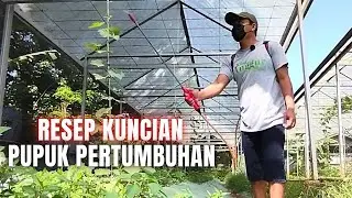 diJamin Subur! Resep Kuncian Pupuk Pertumbuhan Pohon Anggur Import