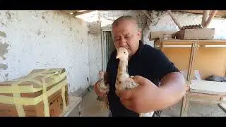 28 ТА ЮТГАН ХУРОЗ БОЛАСИ КЕТДИ