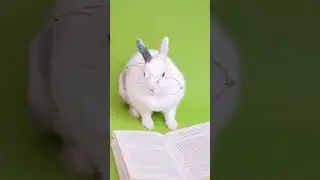 Cute reading Rabbit