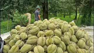 Menyulap durian hutan menjadi durian unggulan