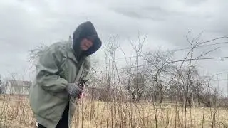 Vlog. В деревне обрезаю малину .
