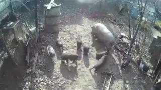 Вьетнамские поросята на прогулке