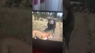 Как пума персик убивает все на своем пути
