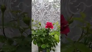 ОЛЕНЬКА!!!С ДНЁМ РОЖДЕНИЯ!!!🌹🌹🌹