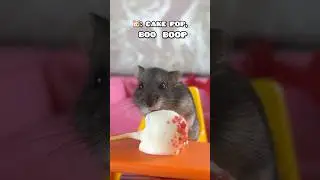 Mr. Mushroom loves Hamster Safe Cake Pops ❤️😊❤️ 
