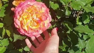 Roses of Kordes 2020 part 1.