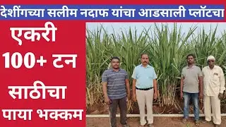 देशींगच्या सलीम नदाफ यांचा आडसाली ऊसाच्या प्लॉटचा 100+ टनेज साठीचा पाया भक्कम.