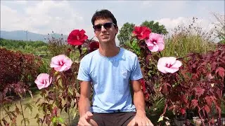 Hibiscus moscheutos: scopri queste bellissime piante dai fiori enormi