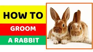 How to Groom a Rabbit