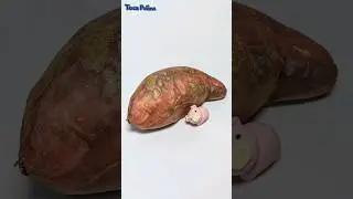 Pig eats a nut with peel