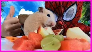 😍 Vadym and Lukas ASMR. Hamster eating fruits.👍 #asmr #hamster