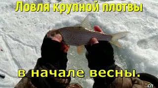 Ловля крупной плотвы в начале весны.
