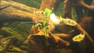 feeding time exodon paradoxus