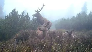 Pohodička na hrebeni, Volovské vrchy. Wachman solar.