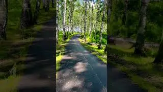 Березовая роща )) 🌳 