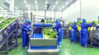 TECNOCEAM PREPARATION CONVEYORS BELT