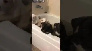 Puppy Bath Torture