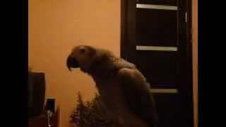 Жако Кима. Сейчас получишь.