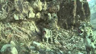 Rare Snow Leopard Family Footage from Kyrgyzstan