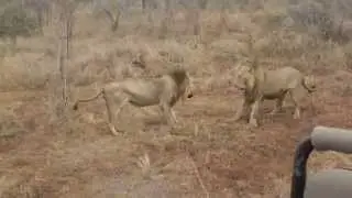 MalaMala lion fight by Jerry Kagele