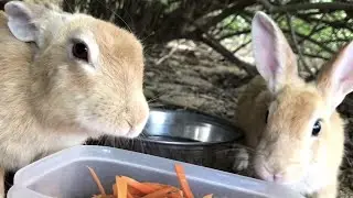 Don't you think the mouth of a rabbit while eating is very cute?