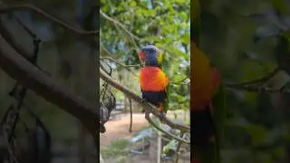 Wild Rainbow Lorikeets #birds #nature #australia #wildlife #animals #shorts #bird #rainbowlorikeet