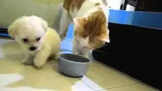 Entre chien et chat