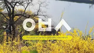 개나리 꽃길을 따라 사뿐사뿐, 서울 응봉산 팔각정 아침 산책!