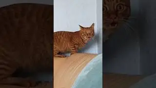 Funny cats 😂 episode 17 #shorts
