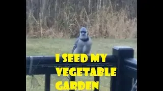 Video #1; Ray's Vegetable Garden From Seeds