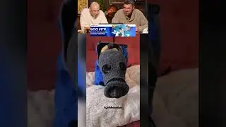 ЭТО ЛУЧШИЙ ПРИКОЛ с таксой 🤣 😁