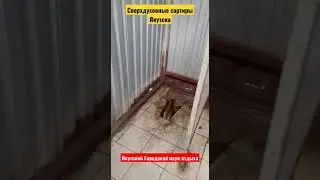 нано-туалеты Якутска