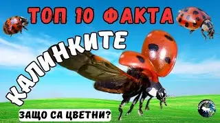 ТОП 10 ФАКТА ЗА КАЛИНКИТЕ