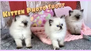 Himalayan Kittens Photo shoot