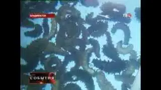 Марикультура. Перед наступлением зимы водолазы проверяют состояние трепанга