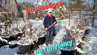 I'm removing snow from the blueberry branches.