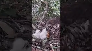 Honey Buzzard, mother eagle only feeds the big baby, and the little baby is so hungry 蜂鹰，鹰妈妈真的只给大鹰喂食