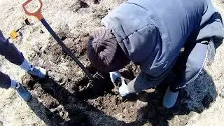 Едем на металлокоп, покормили пёсика.