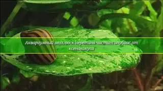 Аквариумный моллюск неретина чистит анубиас от ксенококуса