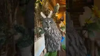 Сова из Винни-Пуха 😂