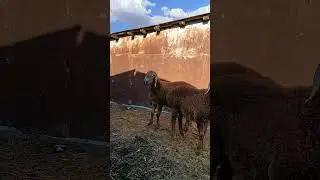 Баранчики 2024г тел 89064759218