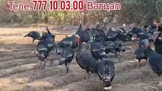 100 Дона хиндуки фуруши дар нохияи чайхун бо нархи арзон теле. 777.10.03.00