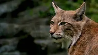 Purrfection 44 — Healing Cat Purr (Pure 58 Hz) 44 minutes with Soothing Meditation Music