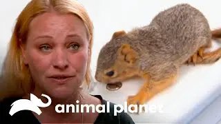 Filhote de esquilo é encaminhado para um centro de reabilitação | Dr. Jeff: Rocky Mountain Vet