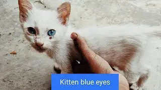 Baby cats love to poop
