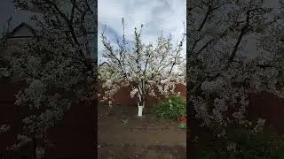 Результат обрезки на клик вишни.