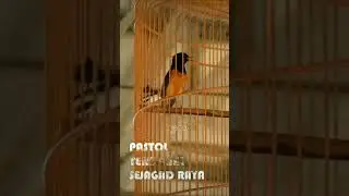 PASTOL termehong sejagad raya. 