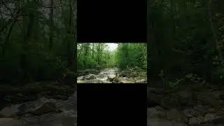 Атмосферный полёт над лесным ручьём /Atmospheric flight over a forest stream #shorts