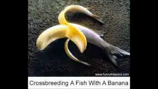 The Bananafish Sound Society - Keep on Ravin in the Free World
