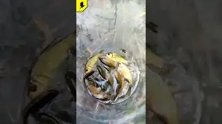 Зарыбливание секретного водоёма #рыбалкавидео #прорыбалку #fishing #карась #весенняярыбалка #2024